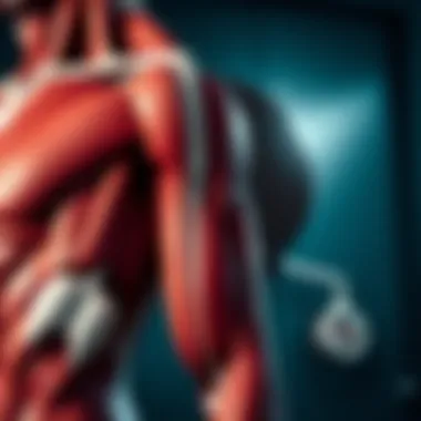 Anatomical diagram of biceps and triceps muscles