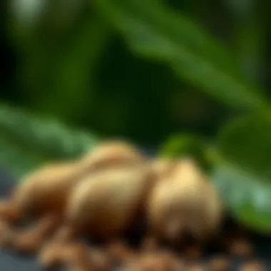 Health benefits associated with Brazil nuts