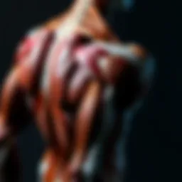 A detailed anatomical illustration of the latissimus dorsi muscle