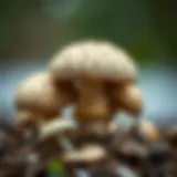 Nutritional benefits of mushrooms