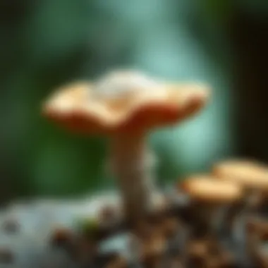 Mushroom varieties and selection criteria