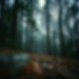 A serene forest scene illustrating the calmness of nature