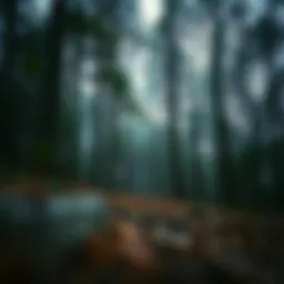 A serene forest scene illustrating the calmness of nature