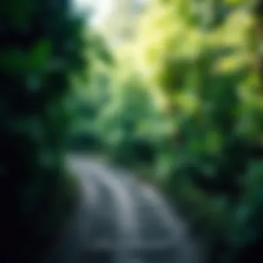 A path winding through lush greenery, inviting exploration