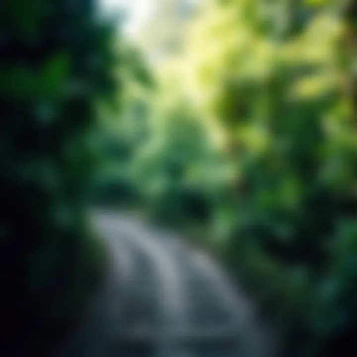 A path winding through lush greenery, inviting exploration